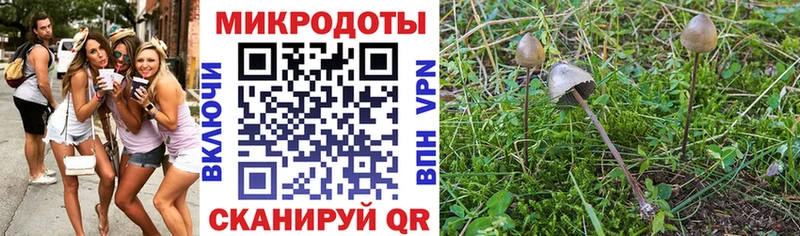 Галлюциногенные грибы Psilocybe  Советский 